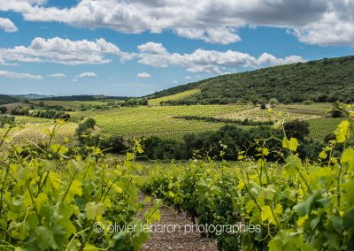 vignes la liquiere faugeres