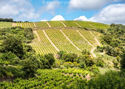 vignes nature faugères