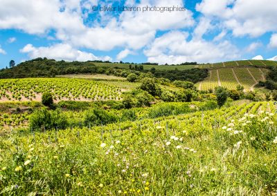 vigne paysage faugères