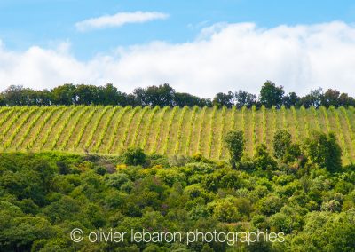 photo vignes faugeres