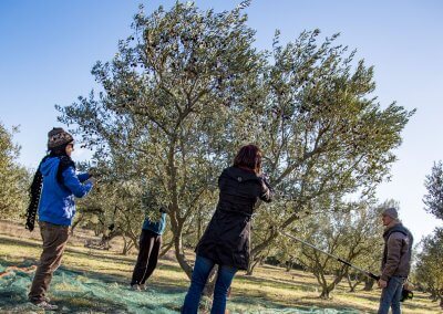 ramasser olives à Pézenas