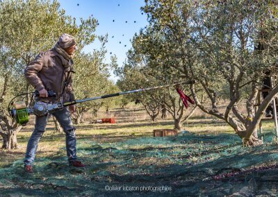 comment ramasser les olives