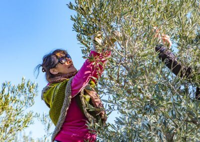 cueillir des olives languedoc