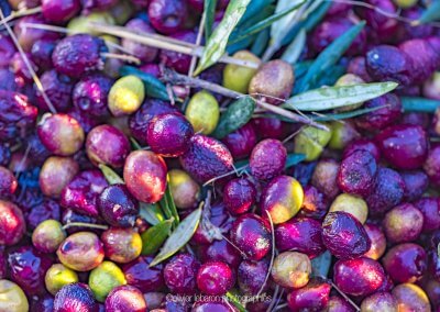 le plein d'olives