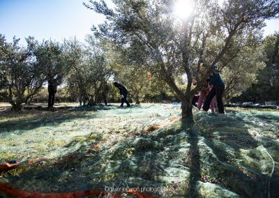 ramasser des olives à Pézenas