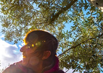 ramassage des olives sous le soleil