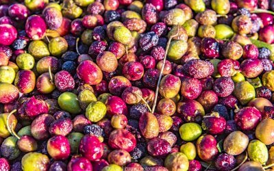 La cueillette des olives en images