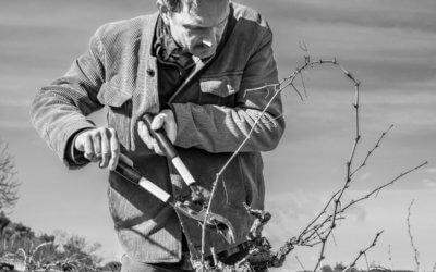 Taille tard, taille de mars, travail de la vigne