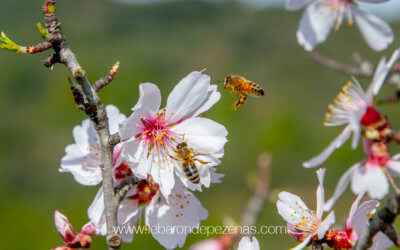 Bzzz abeille es-tu là ?