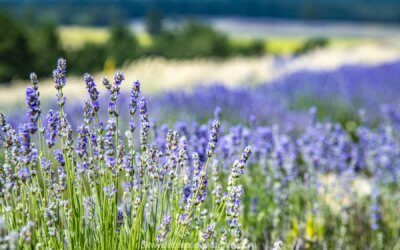 La Lavande la carte postale mondiale de la Provence