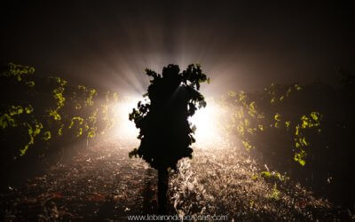 Vendanges nocturnes en Languedoc