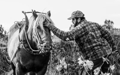 Cosinus Comtois, un cheval de trait sur le terroir pézenas de la font des ormes