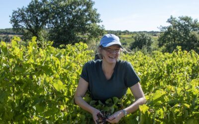 Les vendanges au Mas Gabriel