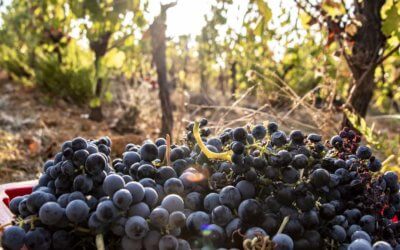 Les vendanges à La Font des Ormes