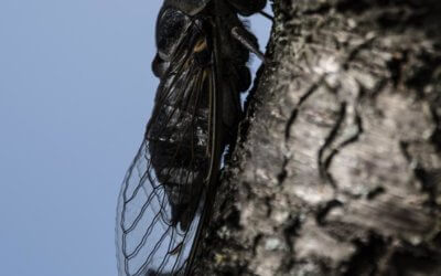 Du raisin et des cigales, l’été en pente douce au domaine Terres Falmet