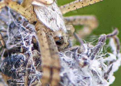 araignée qui mange une cigale