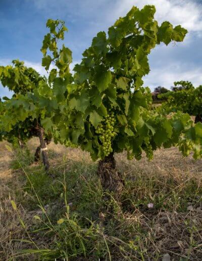 Beau pied de vigne sur terroir