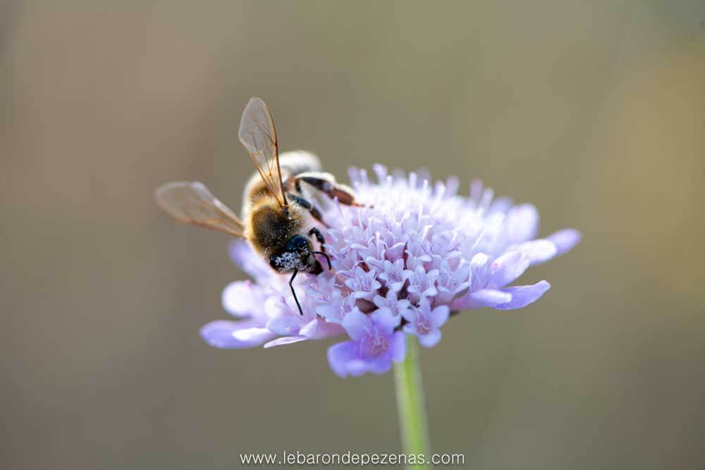 abeille pollen fleur butine