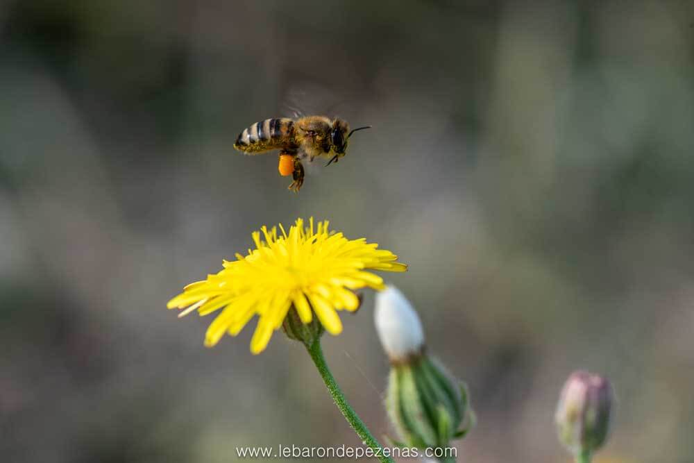 abeille pollen