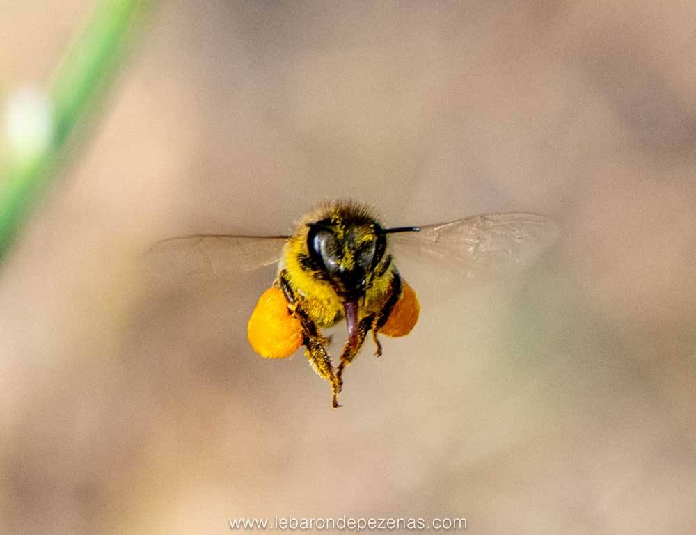 abeille pleine de pollen sur ses pattes