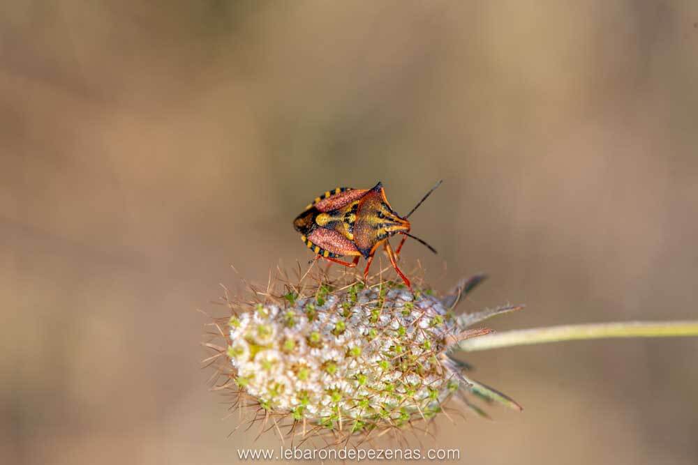 insectes herbe nature